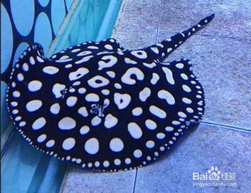 銀龍魚怎么挑選視頻講解(如何挑選紅龍魚視頻)