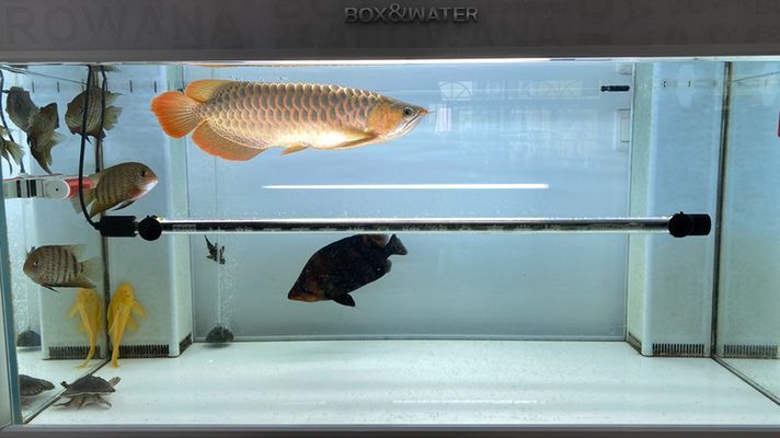 銅川龍魚vs銅川水族批發市場vs銅川水族館vs銅川魚缸批發市場vs祥龍魚場：銅川水族館、祥龍魚場魚缸批發市場價格對比