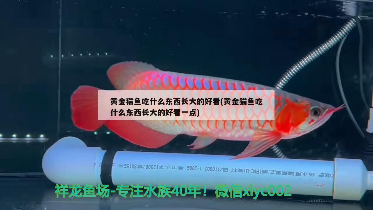 黃金貓魚吃什么東西長大的好看(黃金貓魚吃什么東西長大的好看一點)