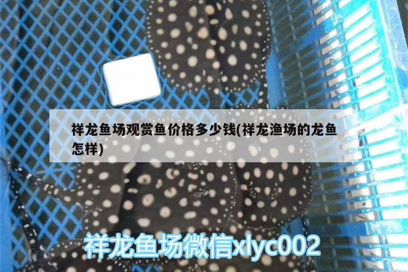 祥龍魚場觀賞魚價格多少錢(祥龍漁場的龍魚怎樣)
