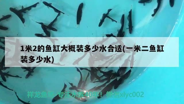 1米2的魚缸大概裝多少水合適(一米二魚缸裝多少水)