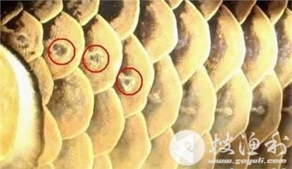 過背金龍魚養多久才上色呢：關于過背金龍魚上色的一些詳細信息