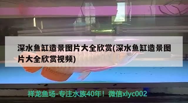 深水魚缸造景圖片大全欣賞(深水魚缸造景圖片大全欣賞視頻)