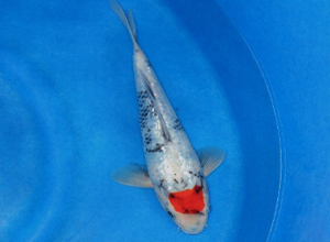 銀龍魚喂養方法圖解(銀龍魚飼養方法及注意事項)