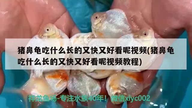 豬鼻龜飼養方法大全圖解說明：關于豬鼻龜的飼養方法，豬鼻龜怎么養，
