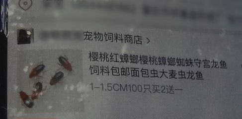 龍魚吃大麥蟲吃進去就吐出來怎么回事