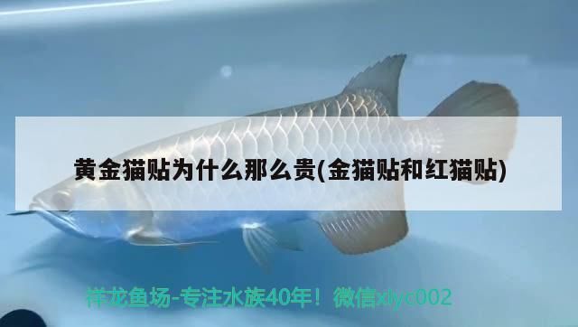 黃金貓貼為什么那么貴(金貓貼和紅貓貼)
