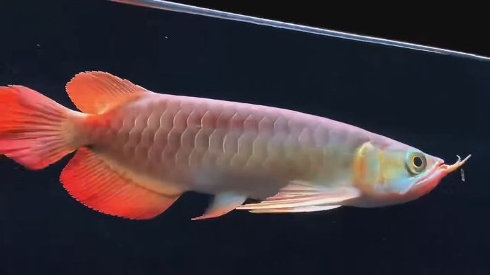印尼大湖紅龍魚視頻大全圖片：印尼大湖紅龍魚視頻及圖片集