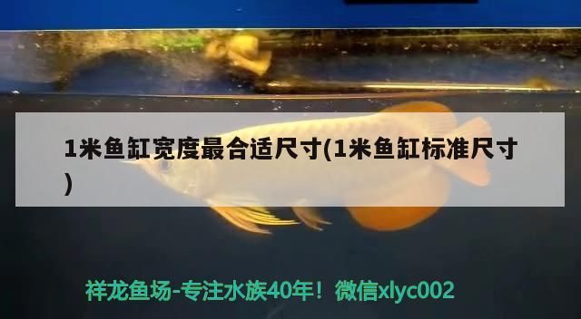 1米魚缸寬度最合適尺寸(1米魚缸標(biāo)準(zhǔn)尺寸)
