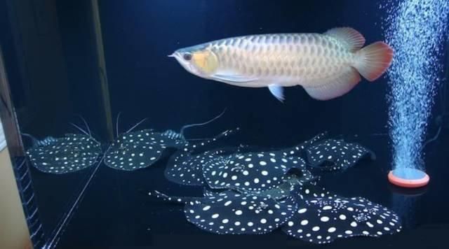 魟魚為什么咬魟魚：魟魚為什么咬魟魚，魟魚為什么會被咬傷， 魟魚為什么咬魟魚：魟魚為什么咬魟魚，魟魚為什么會被咬傷， 魟魚百科 第1張