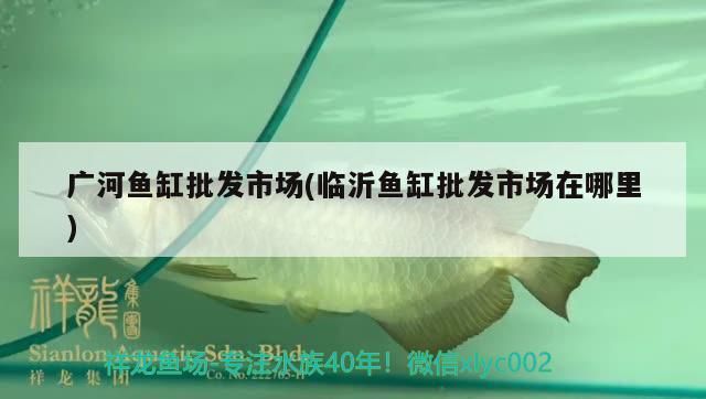 廣河魚(yú)缸批發(fā)市場(chǎng)(臨沂魚(yú)缸批發(fā)市場(chǎng)在哪里)