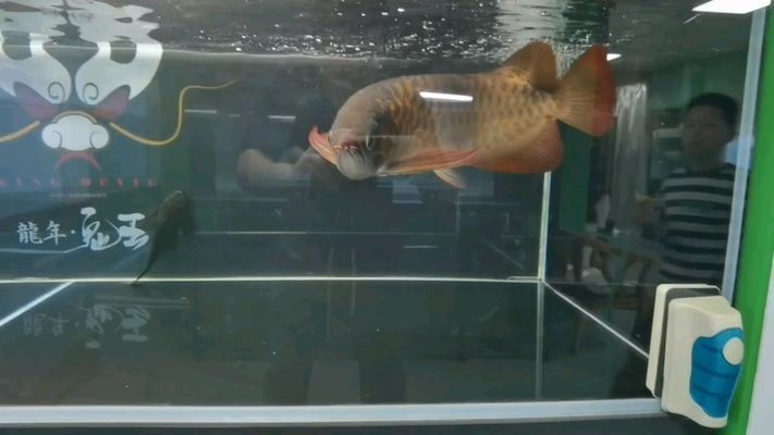 魚缸的尺寸價格圖片大全圖庫(魚缸價格圖片尺寸)