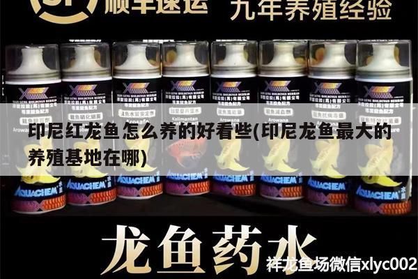 印尼紅龍魚怎么養的好看些(印尼龍魚最大的養殖基地在哪) 印尼紅龍魚怎么養的好看些(印尼龍魚最大的養殖基地在哪) 紅龍魚百科 第3張
