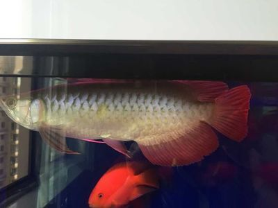 龍魚溫度低更活躍 貼吧
