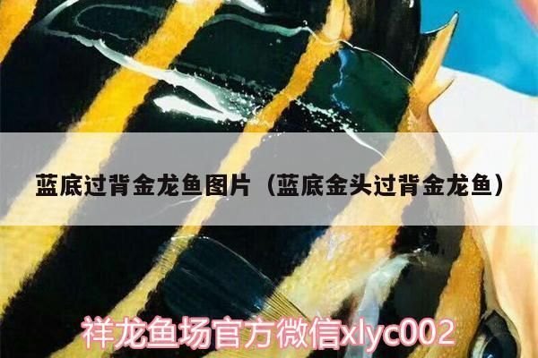 藍色過背金龍魚圖片欣賞：藍色過背金龍魚