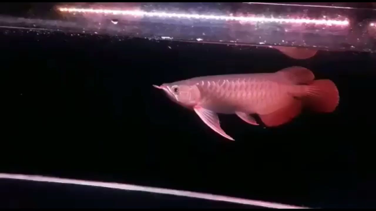 32公分純正印尼大湖紅龍