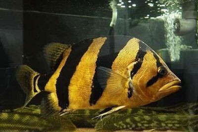 泰國虎魚繁殖環境布置要點，泰國虎魚繁殖成功案例分享泰國虎魚繁殖環境布置要點