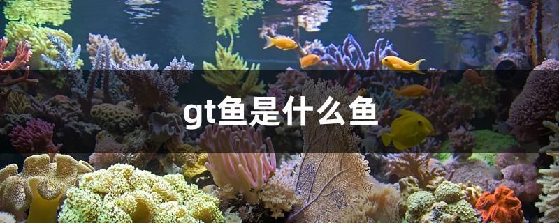 gt魚是什么魚