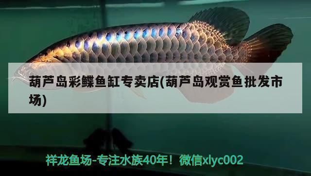 葫蘆島龍魚vs葫蘆島水族批發市場vs葫蘆島水族館vs葫蘆島魚缸批發市場vs祥龍魚場：葫蘆島水族批發市場