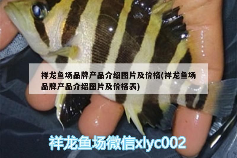 祥龍魚場品牌產品介紹圖片及價格(祥龍魚場品牌產品介紹圖片及價格表)