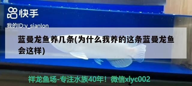 藍曼龍魚養幾條(為什么我養的這條藍曼龍魚會這樣)