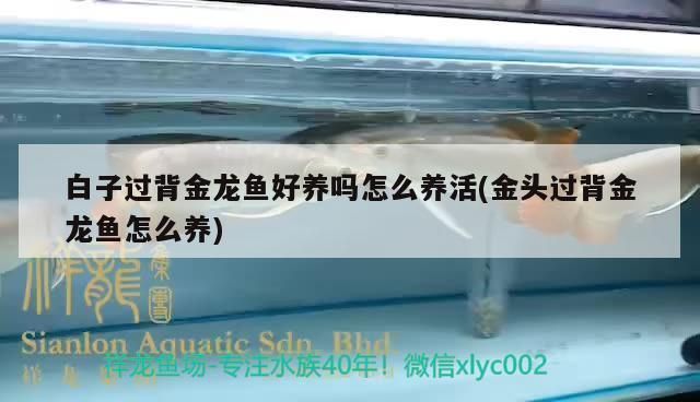 過背金龍魚好養嗎怎么養：過背金龍魚適合的水族箱尺寸