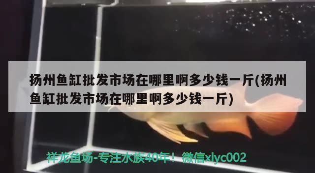 揚州龍魚vs揚州水族批發市場vs揚州水族館vs揚州魚缸批發市場vs祥龍魚場：揚州水族批發市場價格對比祥龍魚場魚類品種大全