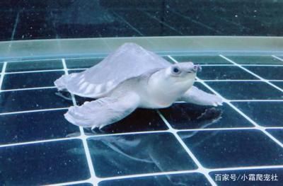 豬鼻龜為什么買不到:2020豬鼻龜為什么買不到了 豬鼻龜百科 第4張 豬鼻龜為什么買不到:2020豬鼻龜為什么買不到了 豬鼻龜為什么買不到:2020豬鼻龜為什么買不到了 豬鼻龜百科 第4張