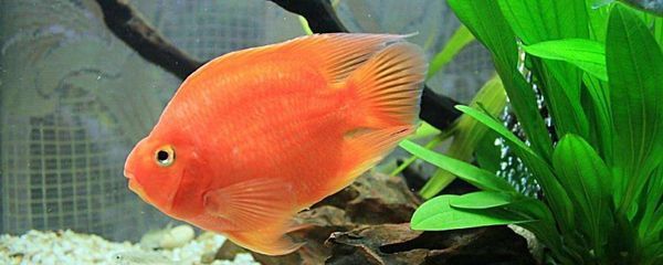 防治元寶鳳凰魚病害的有效方法，元寶鳳凰魚養殖技巧