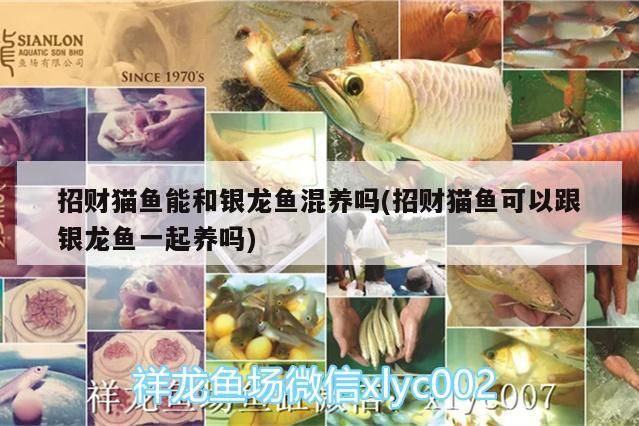 招財(cái)貓魚(yú)能和銀龍魚(yú)混養(yǎng)嗎(招財(cái)貓魚(yú)可以跟銀龍魚(yú)一起養(yǎng)嗎)