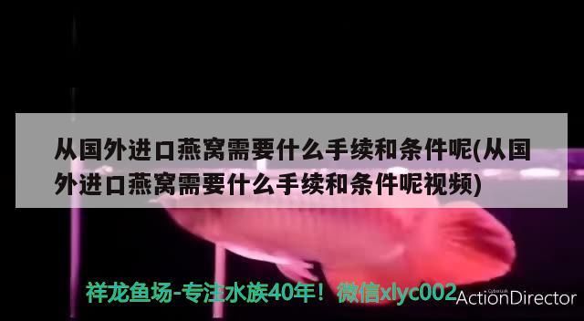 銀龍魚50公分價格多少錢一條：銀龍魚50cm多少錢