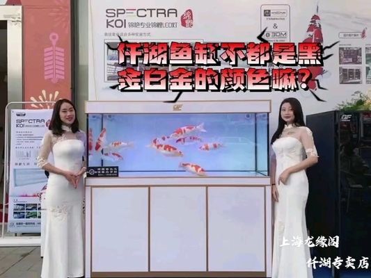 安康龍魚vs安康水族批發市場vs安康水族館vs安康魚缸批發市場vs祥龍魚場：安康水族批發市場