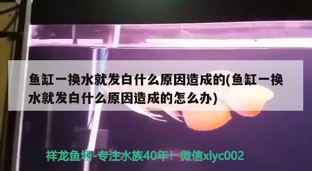 魚缸一換水就發白什么原因造成的(魚缸一換水就發白什么原因造成的怎么辦)