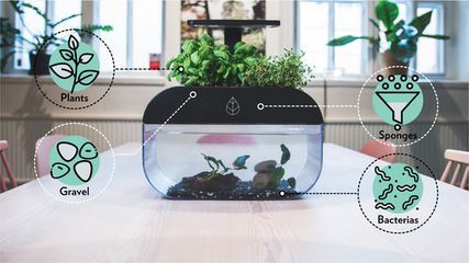 辦公室養魚（辦公室養魚的一些風水講究）
