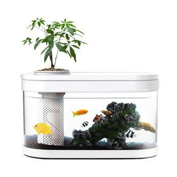 辦公室養魚（辦公室養魚的一些風水講究）