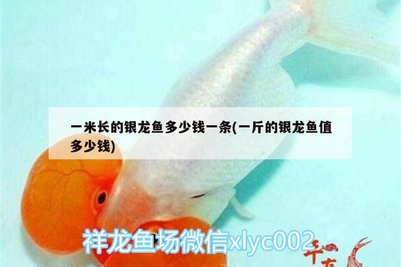 一米長的銀龍魚多少錢一條(一斤的銀龍魚值多少錢)