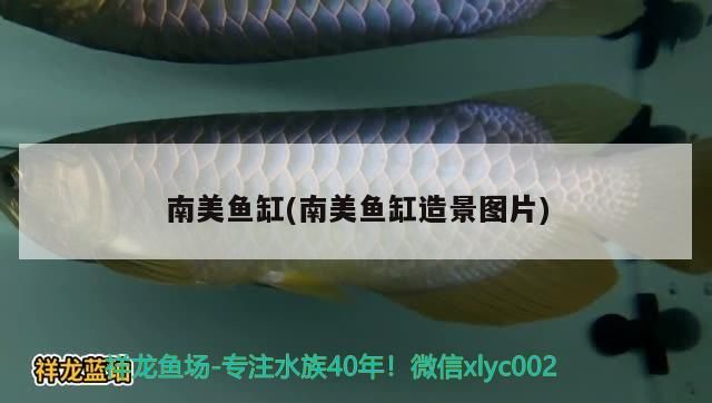 南美魚缸(南美魚缸造景圖片)