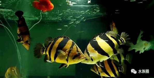 虎魚溫和性格影響因素，影響虎魚性格的因素