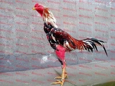 祥龍超血紅龍魚養殖成本分析