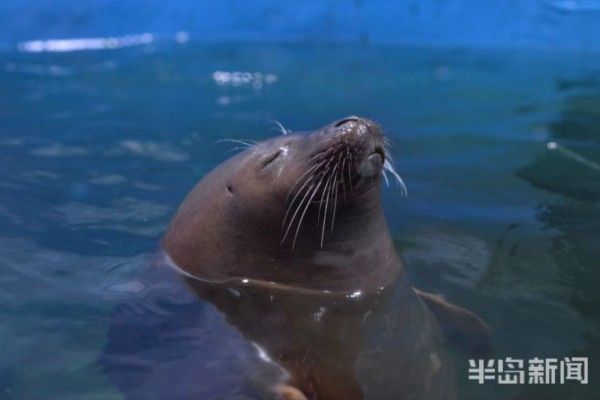 水族館免費開放嗎現在:關于水族館免費開放的一些小知識 水族館百科(水族館加盟) 第4張 水族館免費開放嗎現在:關于水族館免費開放的一些小知識 水族館免費開放嗎現在:關于水族館免費開放的一些小知識 水族館百科(水族館加盟) 第4張