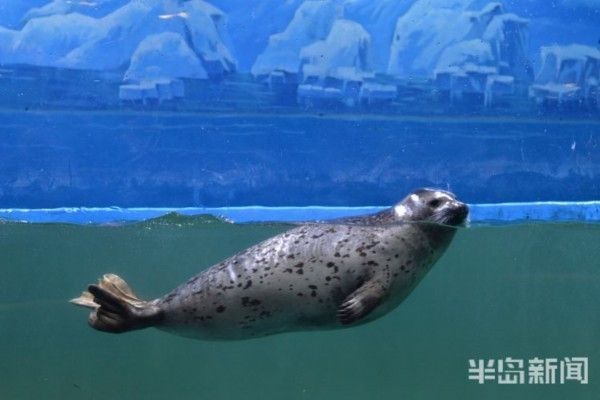 水族館免費開放嗎現在:關于水族館免費開放的一些小知識 水族館百科(水族館加盟) 第5張 水族館免費開放嗎現在:關于水族館免費開放的一些小知識 水族館免費開放嗎現在:關于水族館免費開放的一些小知識 水族館百科(水族館加盟) 第5張