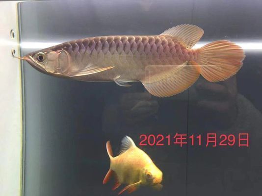 香港龍魚vs香港水族批發市場vs香港水族館vs香港魚缸批發市場vs祥龍魚場：香港龍魚、水族批發市場、水族館、香港魚缸批發市場地址