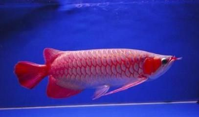 紅龍魚(yú)怎么養(yǎng)體型好看呢