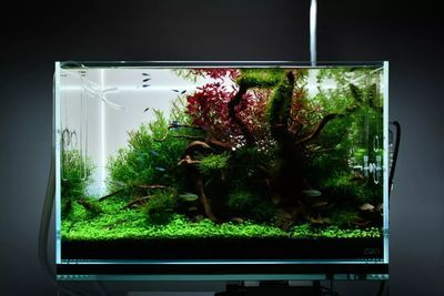 ada魚缸是什么意思：ada魚缸品牌簡介ada魚缸品牌簡介