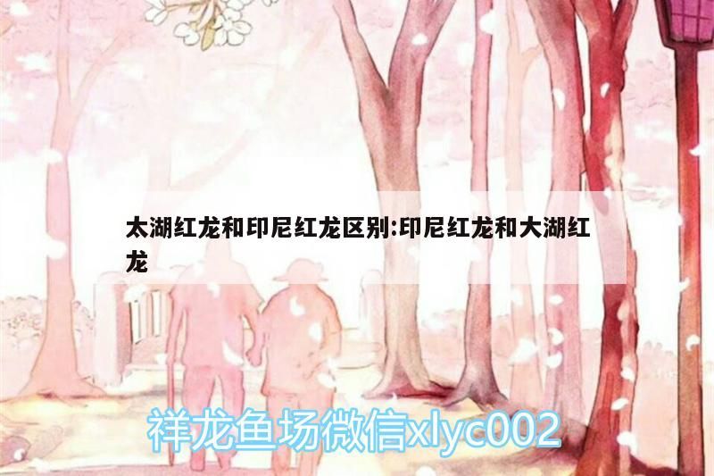 太湖紅龍和印尼紅龍區別:印尼紅龍和大湖紅龍