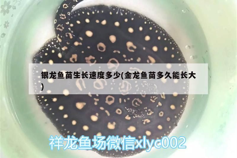 銀龍魚(yú)苗生長(zhǎng)速度多少(金龍魚(yú)苗多久能長(zhǎng)大)