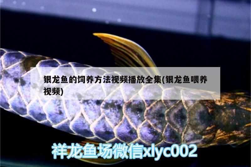 銀龍魚的飼養方法視頻播放全集(銀龍魚喂養視頻)