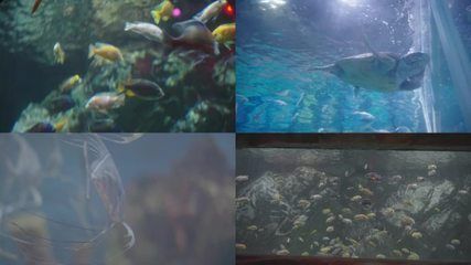 水族館常見魚類介紹大全（水族館中常見的魚類）