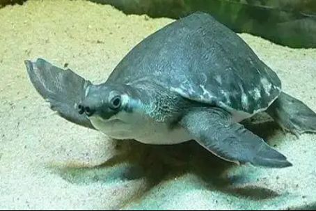 豬鼻龜為什么禁賣了：關(guān)于豬鼻龜?shù)囊恍﹩栴}