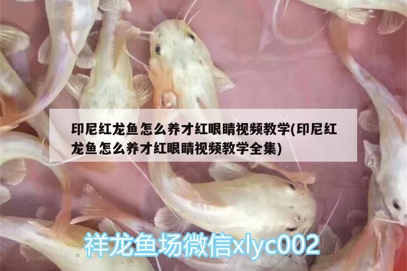 印尼紅龍魚怎么養才紅眼睛視頻教學(印尼紅龍魚怎么養才紅眼睛視頻教學全集)